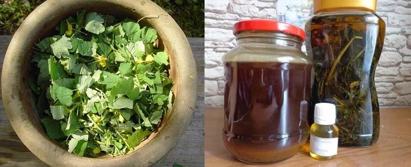 Preparation of healing celandine juice for further use in the fight against nail fungus